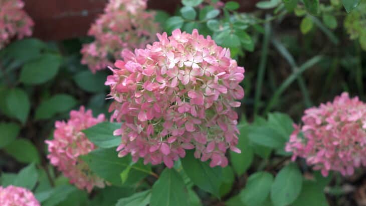 Hydrangea paniculata