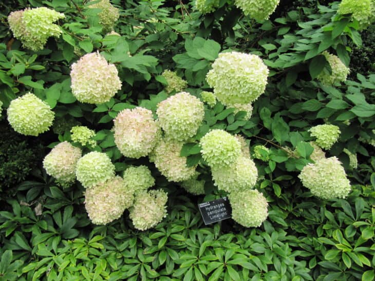 Hydrangea paniculata