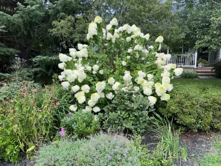 Hydrangea paniculata
