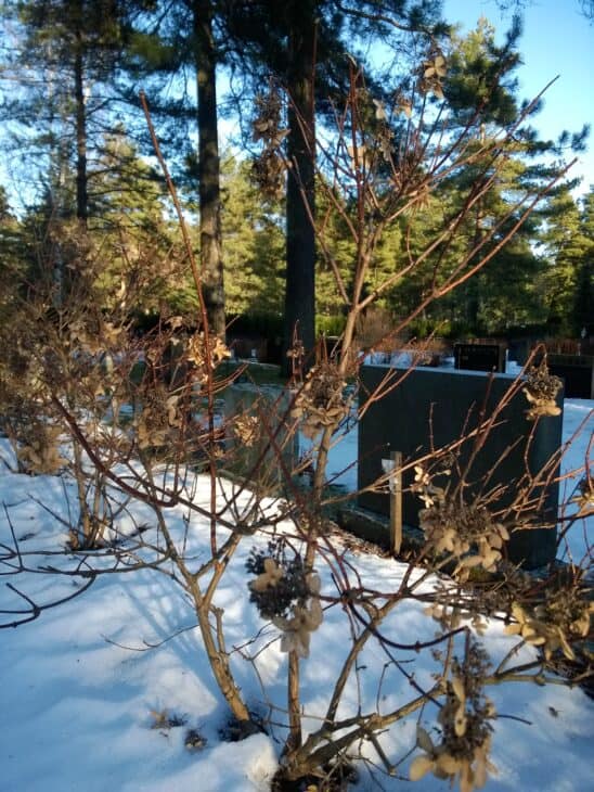 Hydrangea paniculata