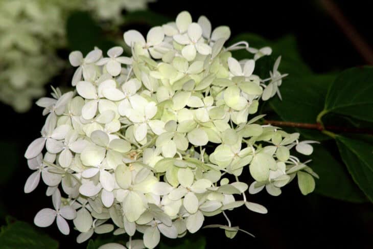 Hydrangea paniculata