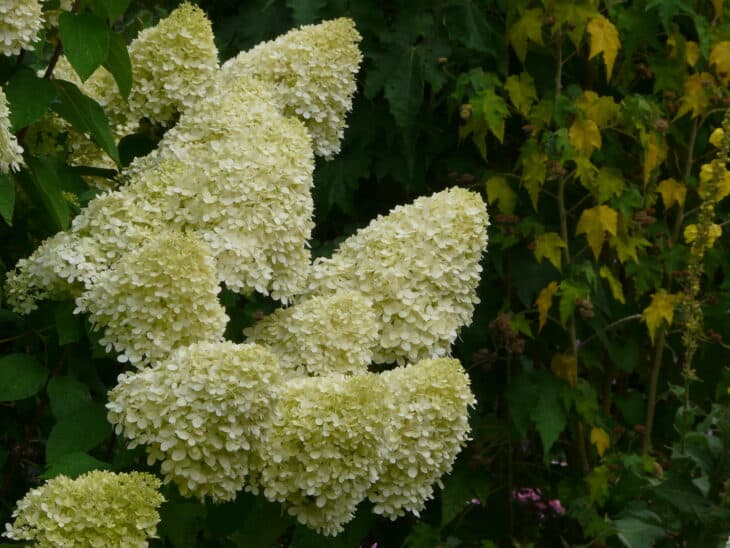 Hydrangea paniculata