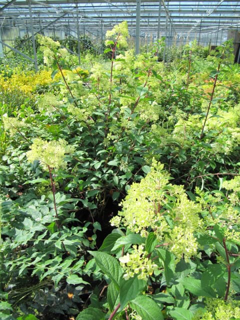 Hydrangea paniculata