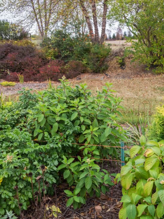 Hydrangea paniculata
