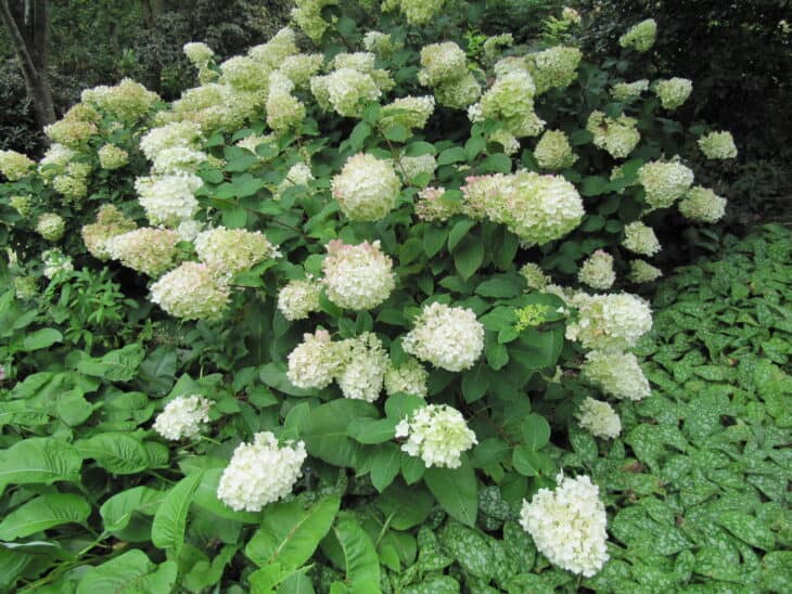 Hydrangea paniculata