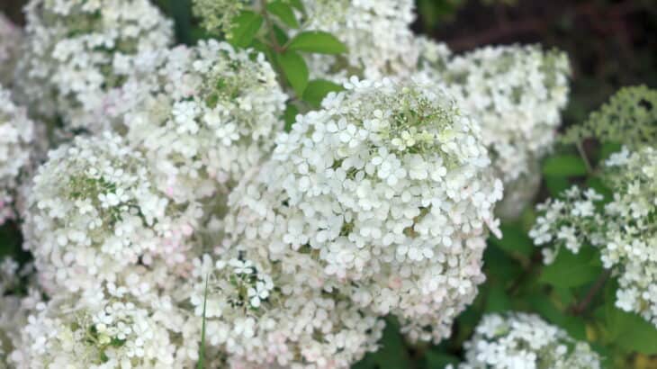 Hydrangea paniculata