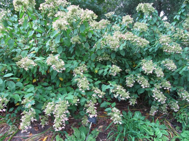 Hydrangea paniculata