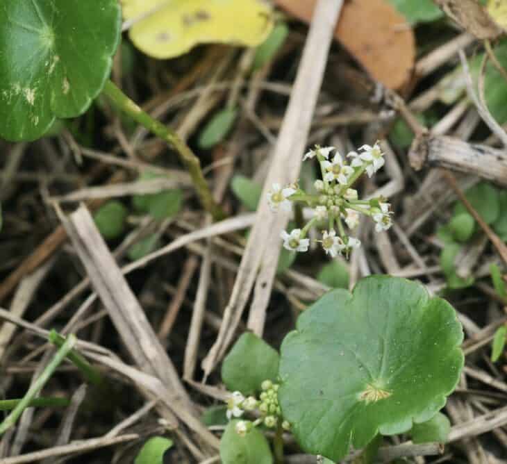 Hydrocotyle verticillata