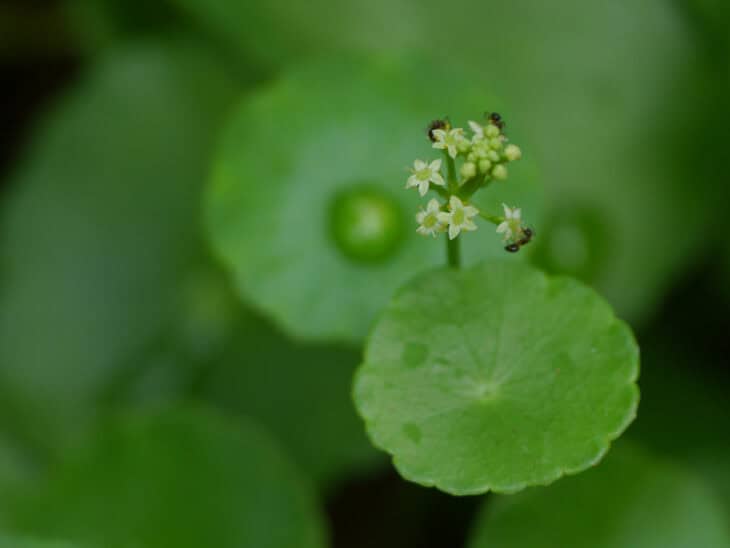 Hydrocotyle verticillata