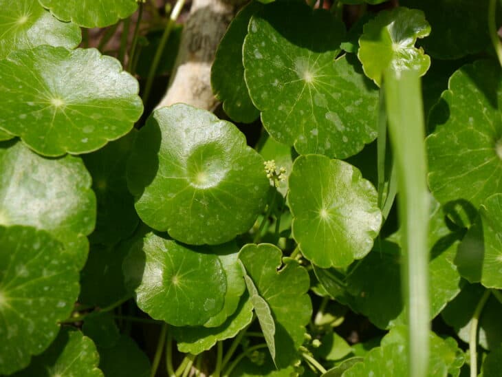 Hydrocotyle verticillata