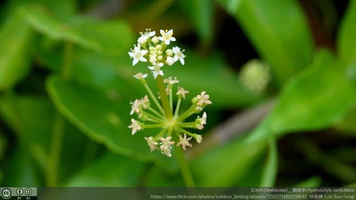 Hydrocotyle verticillata