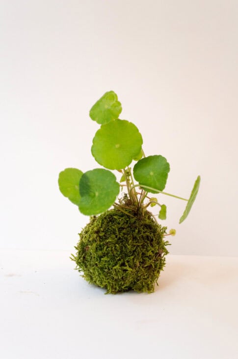 Hydrocotyle verticillata