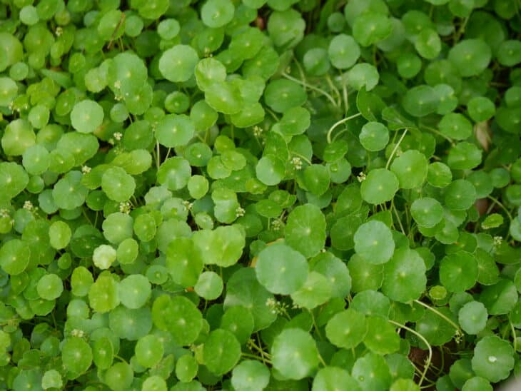 Hydrocotyle verticillata
