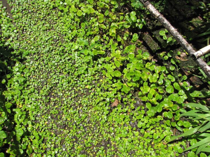 Hydrocotyle verticillata