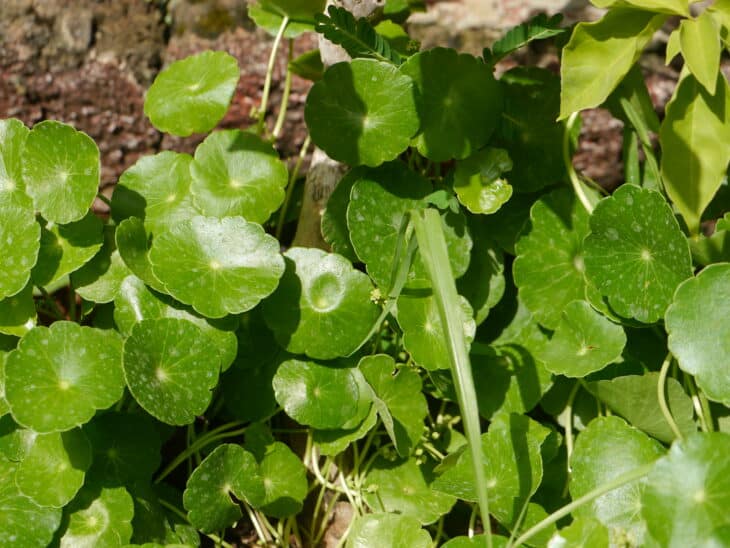 Hydrocotyle verticillata