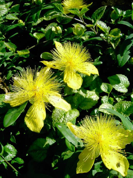 Hypericum calycinum