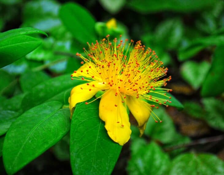Hypericum calycinum