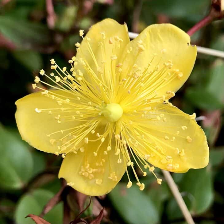 Hypericum calycinum