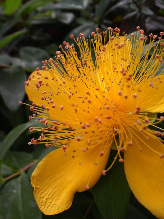 Hypericum calycinum