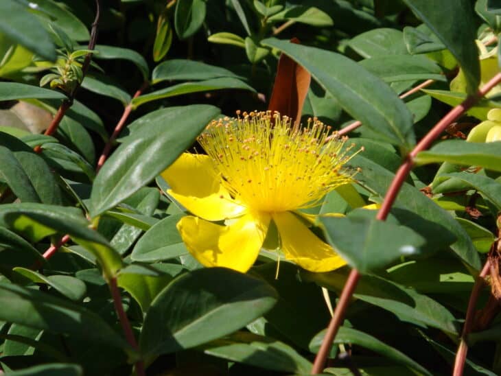 Hypericum calycinum