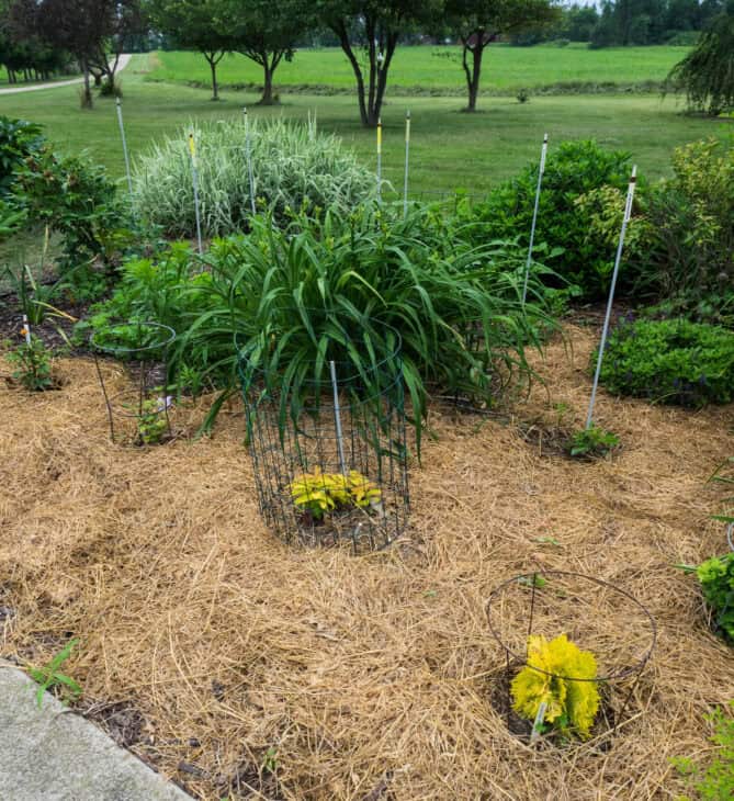 Hypericum calycinum