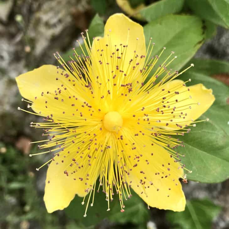 Hypericum calycinum