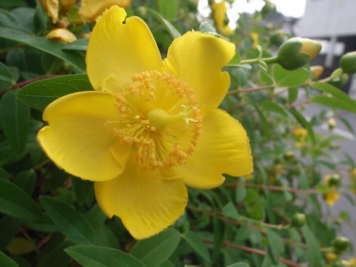 Hypericum calycinum