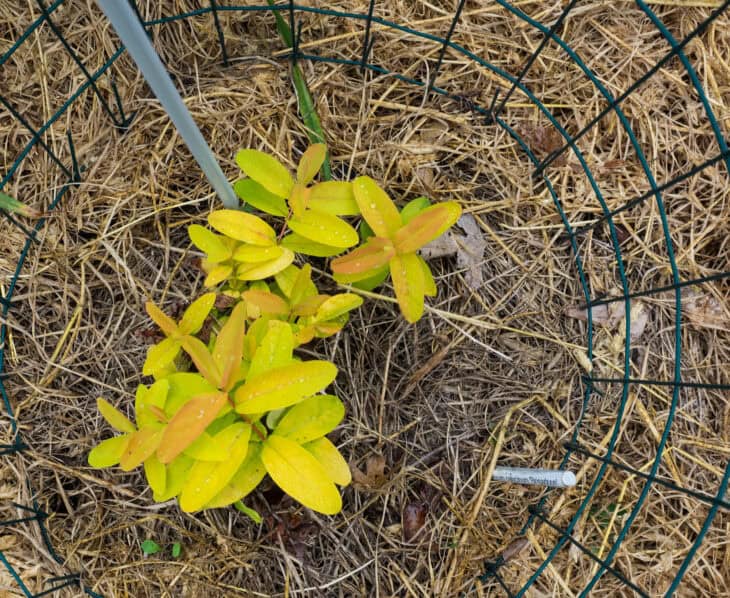 Hypericum calycinum