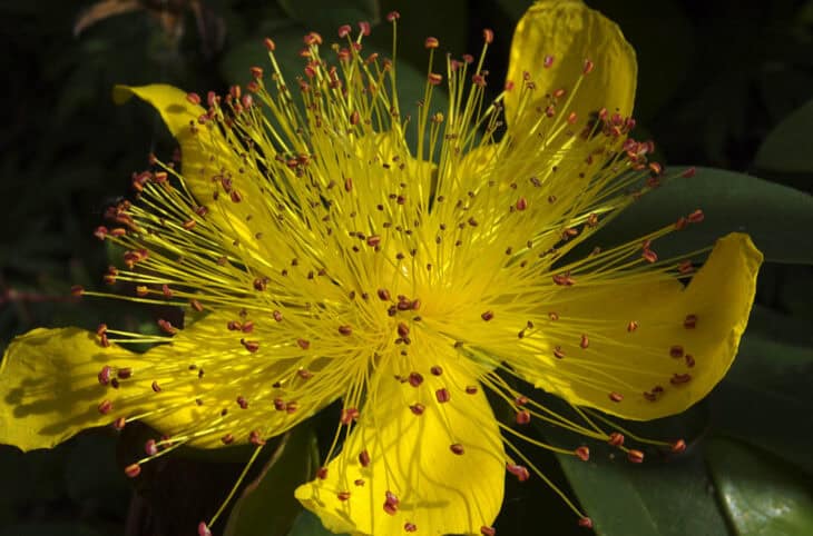Hypericum calycinum