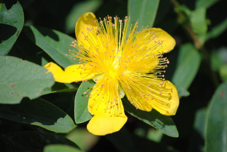 Hypericum calycinum