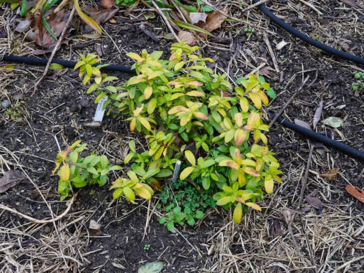 Hypericum calycinum