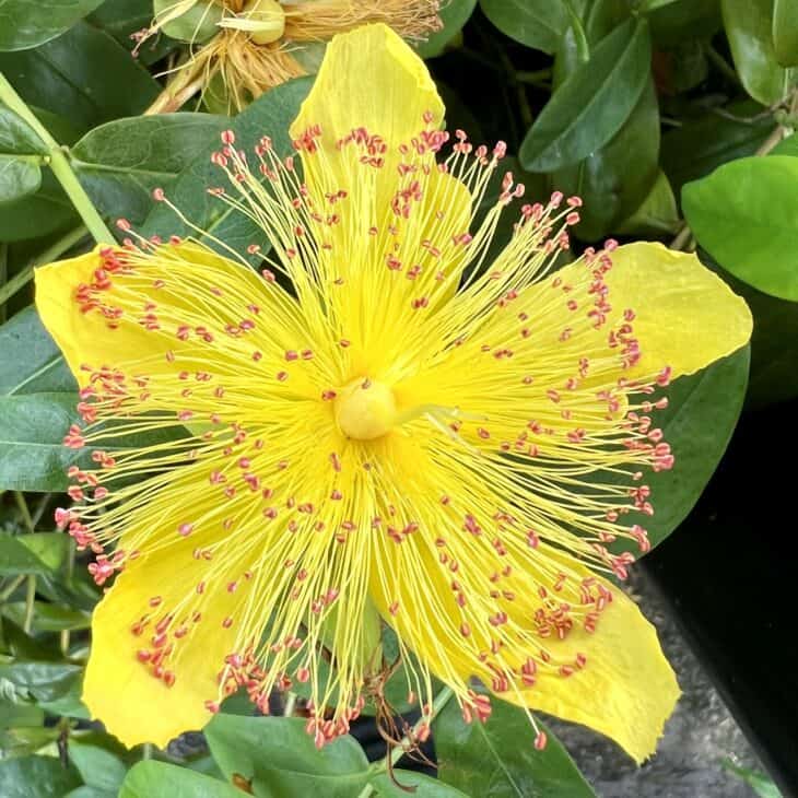 Hypericum calycinum