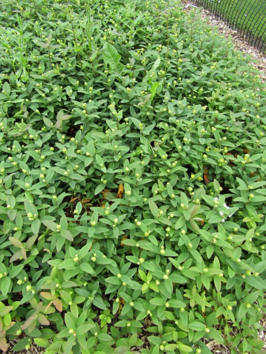 Hypericum calycinum