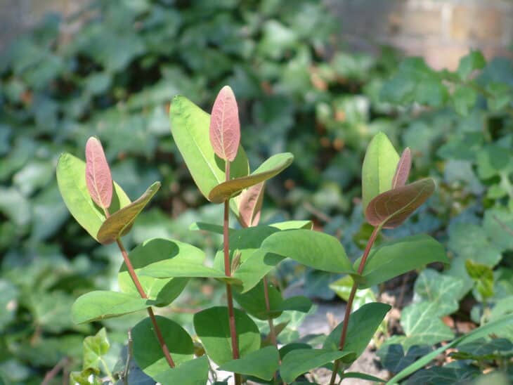 Hypericum calycinum
