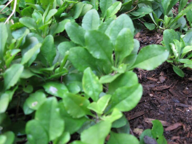 Iberis sempervirens