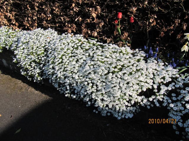 Iberis sempervirens