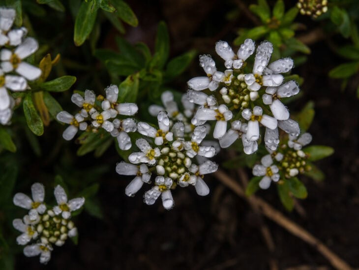 Iberis sempervirens