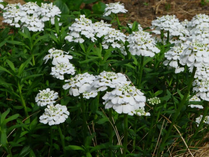 Iberis sempervirens