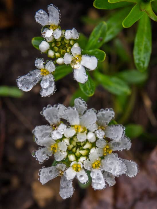 Iberis sempervirens