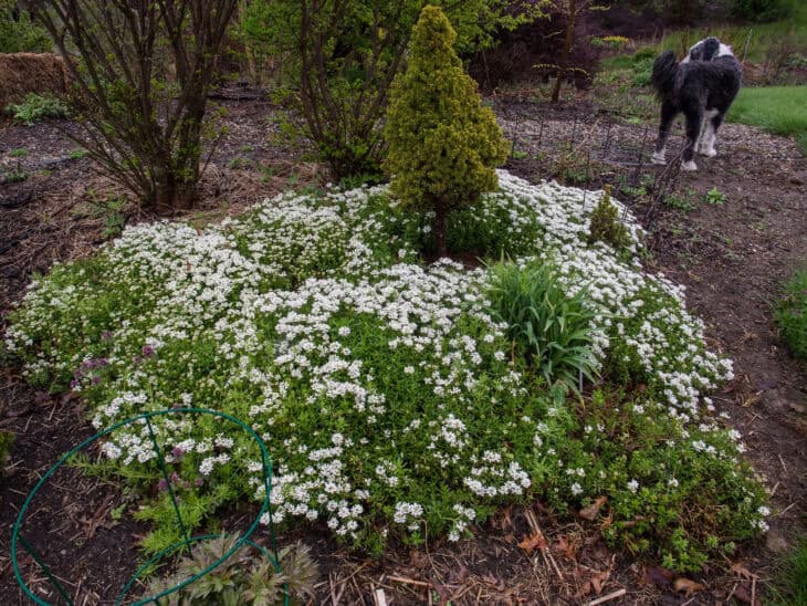 Iberis sempervirens