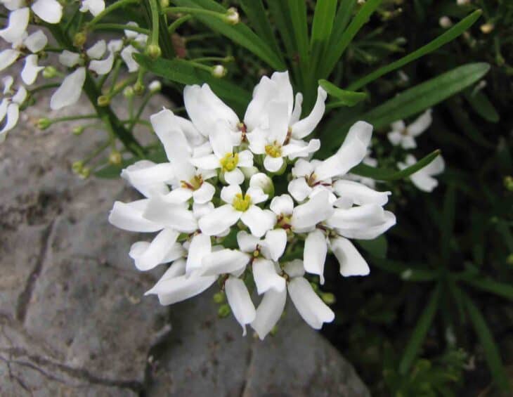 Iberis sempervirens