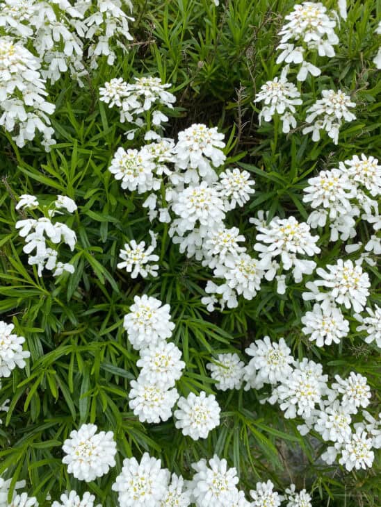 Iberis sempervirens