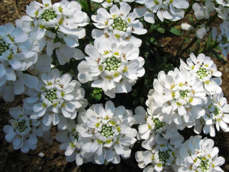 Iberis sempervirens