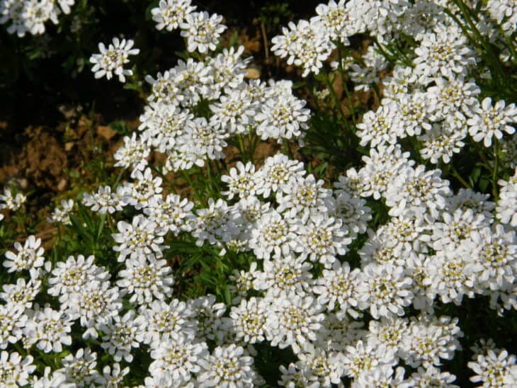 Iberis sempervirens