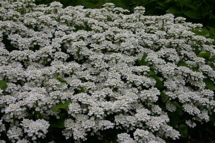 Iberis sempervirens