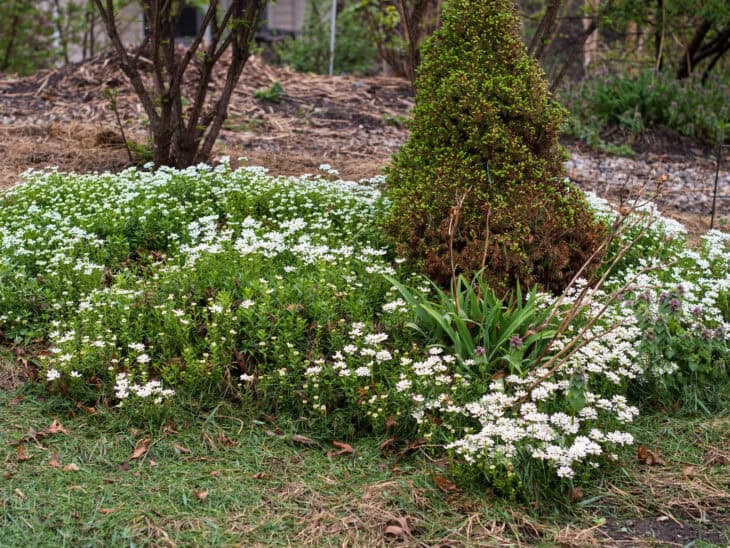 Iberis sempervirens