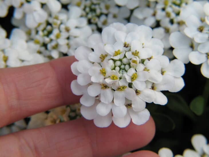 Iberis sempervirens