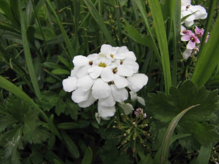 Iberis sempervirens