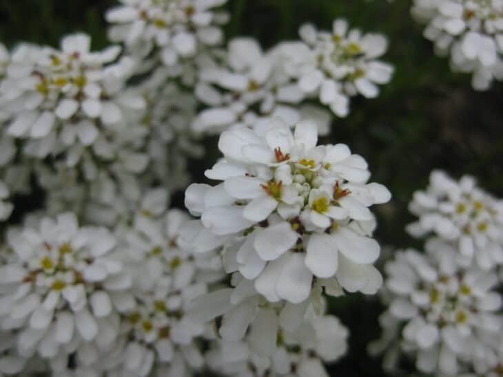 Iberis sempervirens