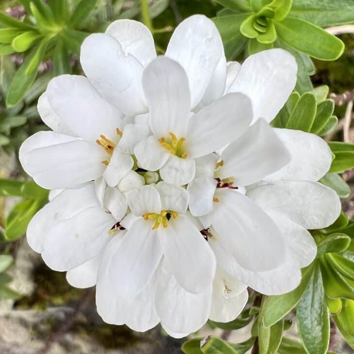 Iberis sempervirens